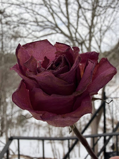 Even a rose, the most common symbol of love, wilts with time. Does romance do so too?