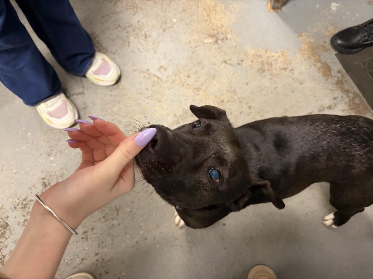 Animal Control Officer Briana Hernandez's dog Enzo adored the attention from students.