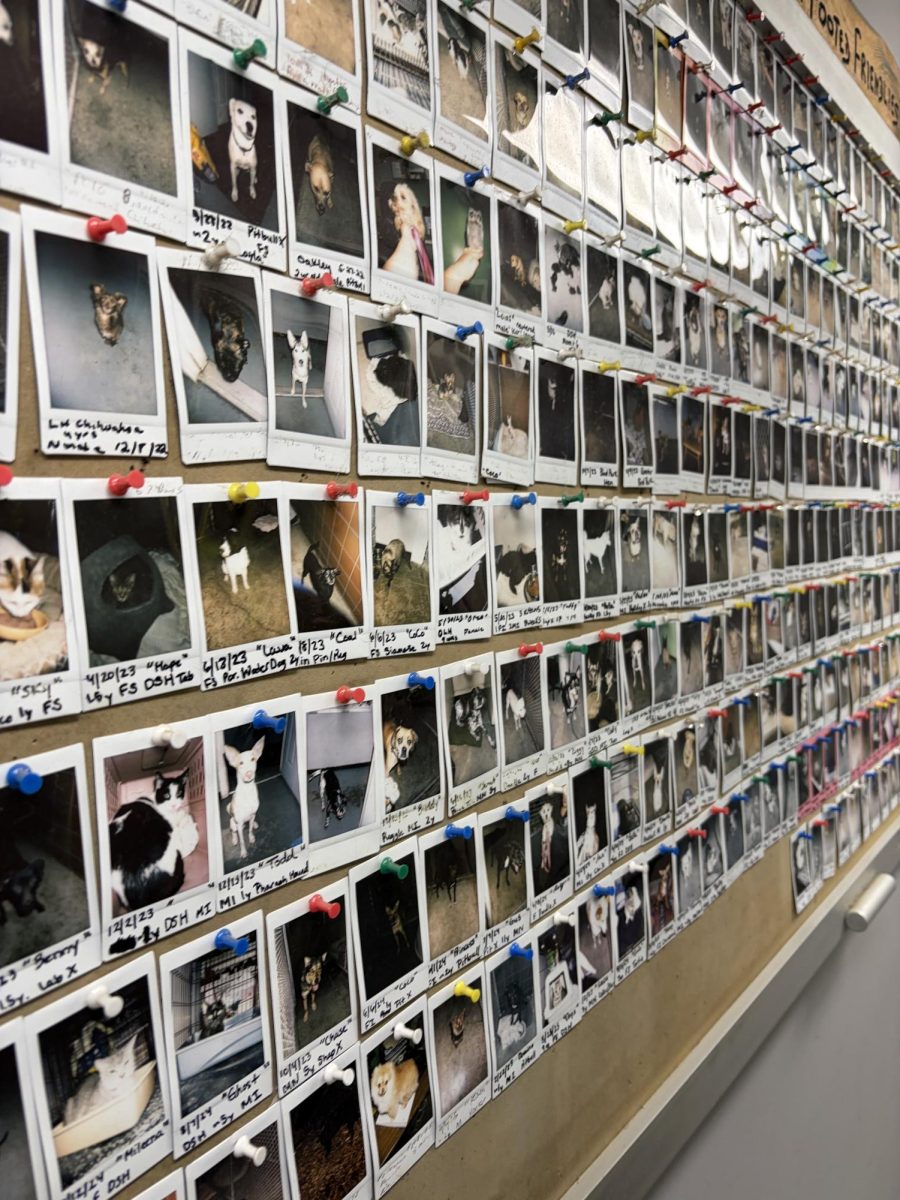 A wall of pictures of adopted animals in the office of the Animal Control building. 
