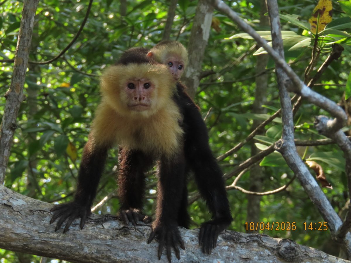 Curious Monkeys